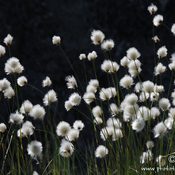 www.phototeam-nature.com-antognelli-norvege-vesterallen-kayak-expedition