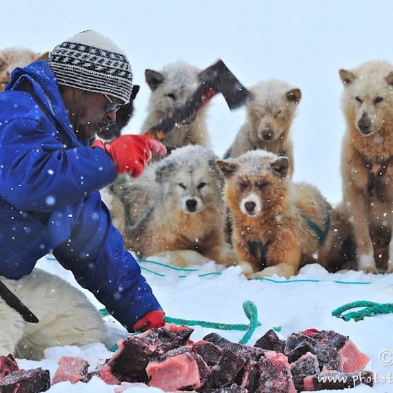 www.phototeam-nature.com-antognelli-Melville-expedition-traineau-chien-dog sled-groenland-greenland