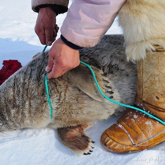www.phototeam-nature.com-antognelli-Melville-expedition-traineau-chien-dog sled-groenland-greenland-phoque-chasse