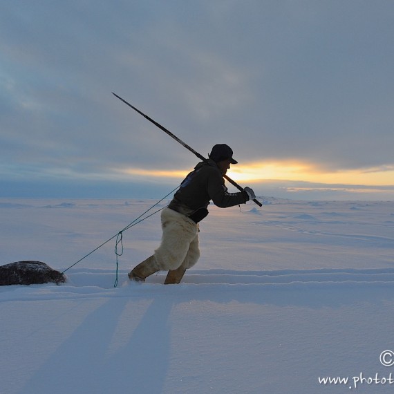 phoque-www.phototeam-nature.com-antognelli-Melville-expedition-traineau-chien-dog sled-groenland-greenland