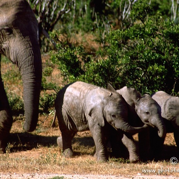 www.phototeam-nature.com-antognelli-afrique du sud-elephants