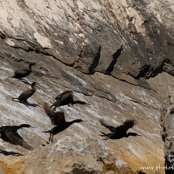 www.phototeam-nature.com-antognelli-sardaigne-italie-expediton-kayak-cormoran