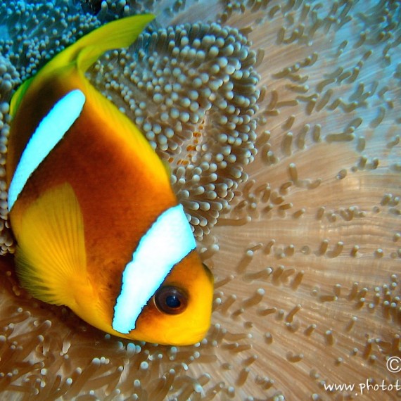 www.phototeam-nature.com-antognelli-soudan-poisson clown