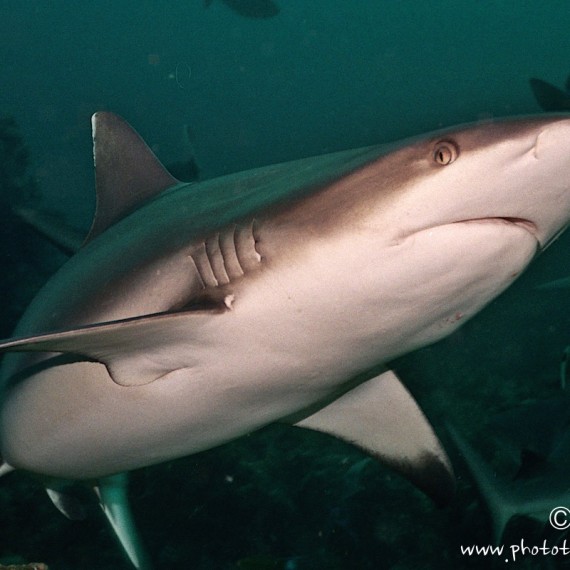 www.phototeam-nature.com-antognelli-soudan-requin