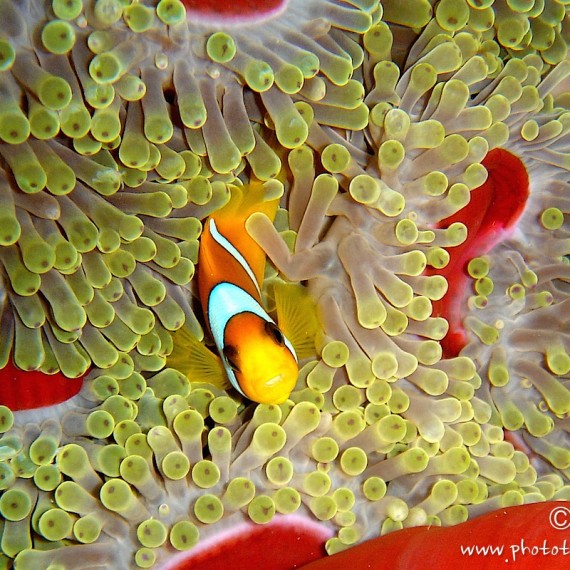 www.phototeam-nature.com-antognelli-soudan-poisson clown