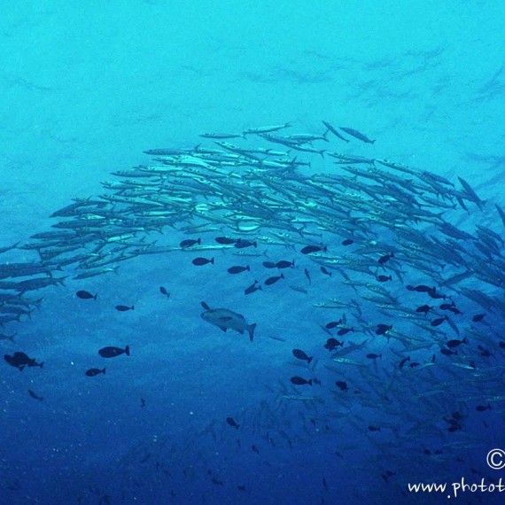 www.phototeam-nature.com-antognelli-tahiti