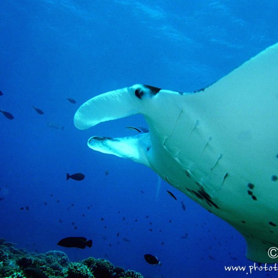 www.phototeam-nature.com-antognelli-tahiti-raie manta