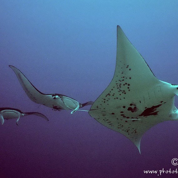 www.phototeam-nature.com-antognelli-tahiti-raie manta