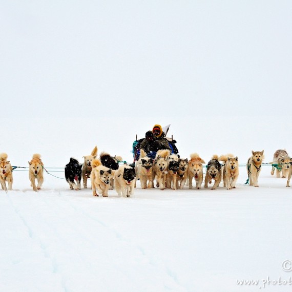 www.phototeam-nature.com-antognelli-Melville-expedition-traineau-chien-dog sled-groenland-greenland