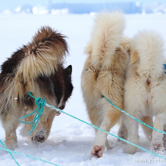 www.phototeam-nature.com-antognelli-Melville-expedition-traineau-sled-groenland-greenland