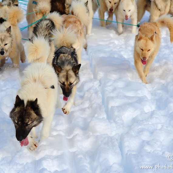 www.phototeam-nature.com-antognelli-Melville-expedition-traineau-sled-groenland-greenland