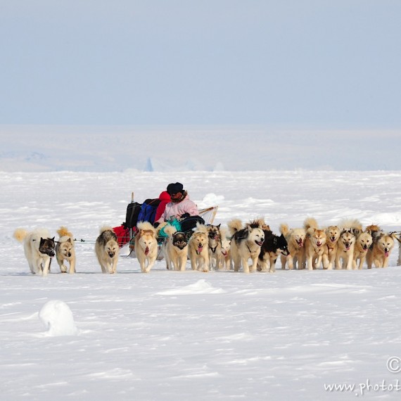 www.phototeam-nature.com-antognelli-Melville-expedition-traineau-chien-dog sled-groenland-greenland
