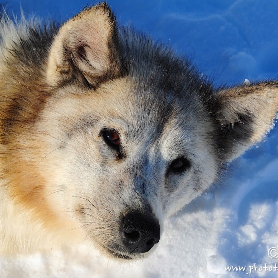 www.phototeam-nature.com-antognelli-Melville-expedition-traineau-sled-groenland-greenland-chien