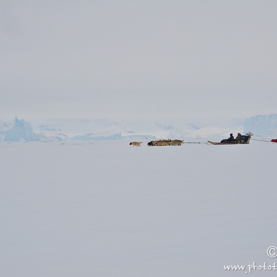 www.phototeam-nature.com-antognelli-Melville-expedition-traineau-chien-dog sled-groenland-greenland