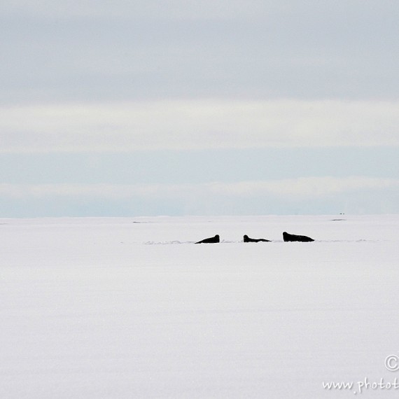 www.phototeam-nature.com-antognelli-Melville-expedition-traineau-sled-groenland-greenland-phoque-banquise