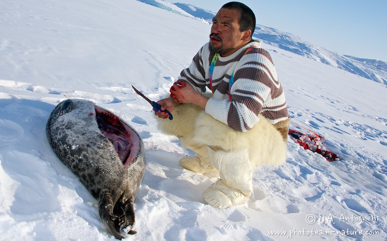 www.phototeam-nature.com-antognelli-greenland-nuussuaq-seal hunting