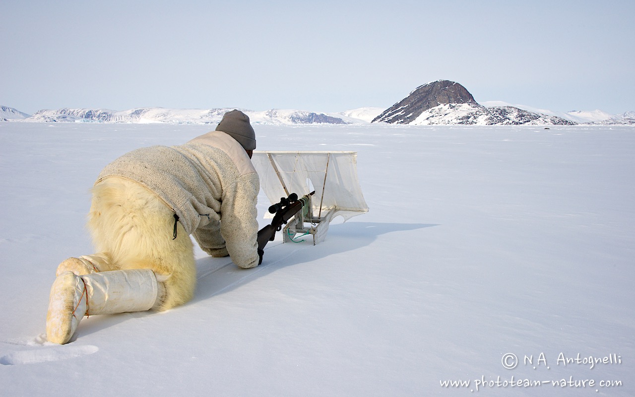 www.phototeam-nature.com-antognelli-greenland-nuussuaq-seal hunting