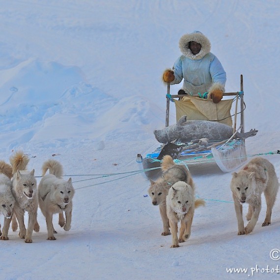 www.phototeam-nature.com-antognelli-greenland-nuussuaq-hunter-seal-dog sled