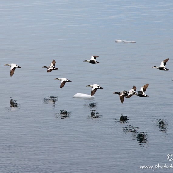 www.phototeam-nature.com-antognelli-greenland-kayak-expedition-canard