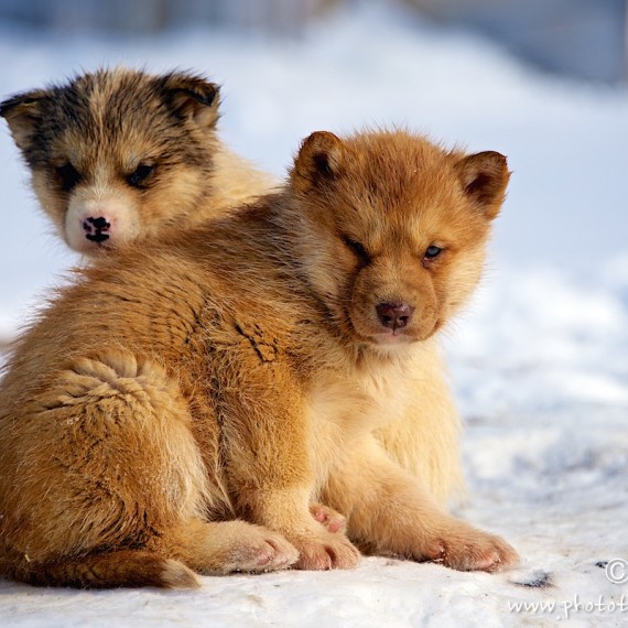 www.phototeam-nature.com-antognelli-greenland-nuussuaq-dogs