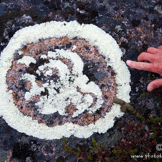 www.phototeam-nature.com-antognelli-greenland-kayak-expedition-lichen