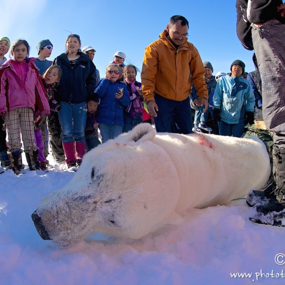 www.phototeam-nature.com-antognelli-greenland-nuussuaq-nanoq-polar bear-hunting