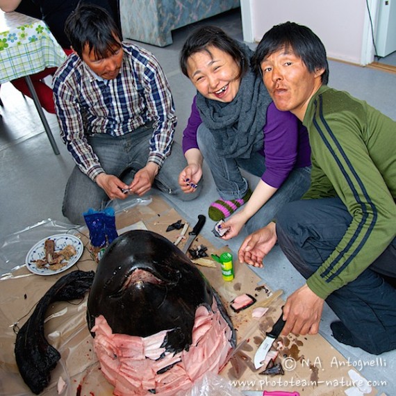 www.phototeam-nature.com-antognelli-greenland-nuussuaq-kaffemik