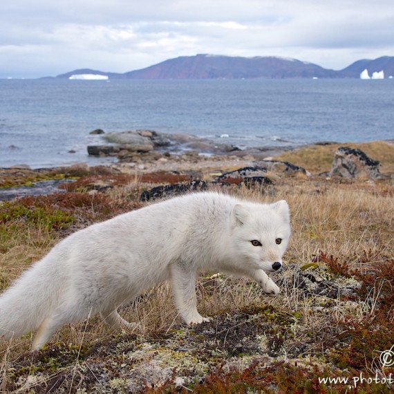 www.phototeam-nature.com-antognelli-greenland-polar fox