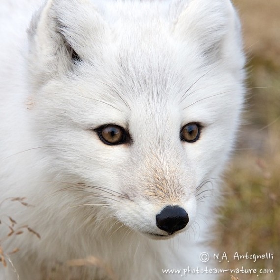 www.phototeam-nature.com-antognelli-greenland-polar fox