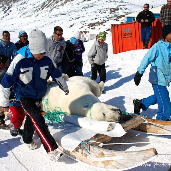 www.phototeam-nature.com-antognelli-greenland-nuussuaq-nanoq-polar bear-hunting