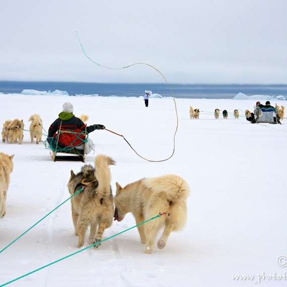 www.phototeam-nature.com-antognelli-greenland-nuussuaq-hunter-dog sled