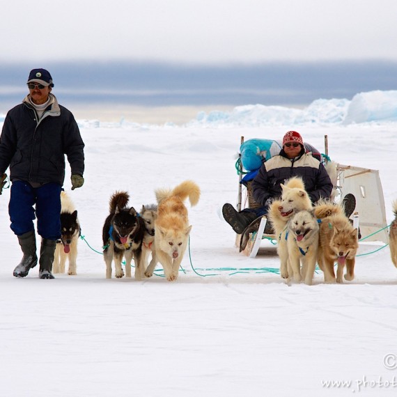 www.phototeam-nature.com-antognelli-greenland-nuussuaq-hunter-dog sled