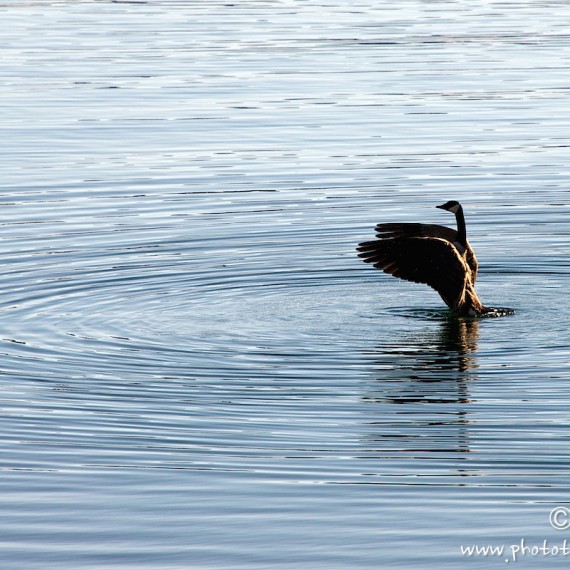 www.phototeam-nature.com-antognelli-greenland-bird