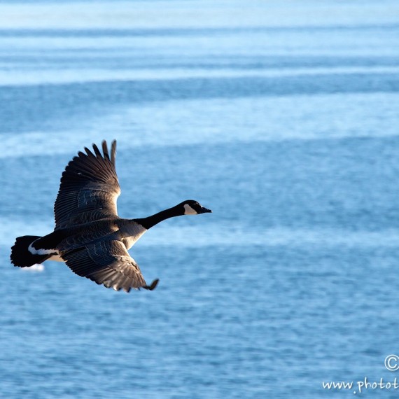 www.phototeam-nature.com-antognelli-greenland-bird