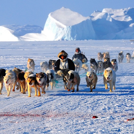 www.phototeam-nature.com-antognelli-greenland-innarsuit-dog sleg competition