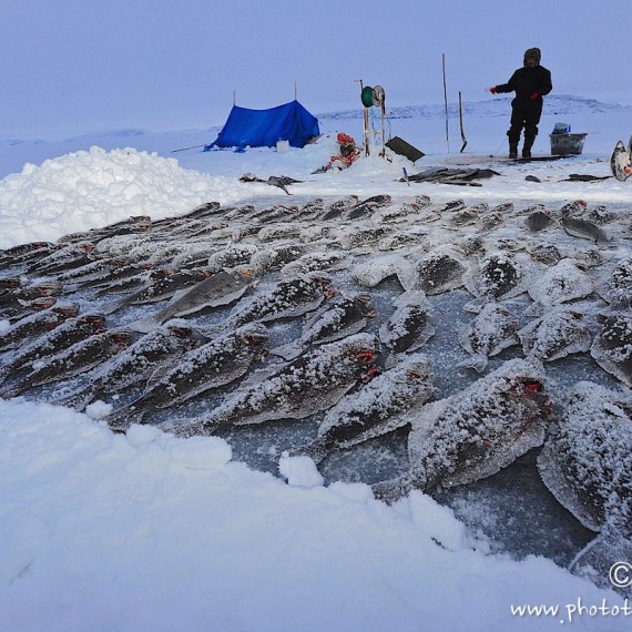 www.phototeam-nature.com-peche au fletan-nuussuaq-groenland-greenland-antognelli