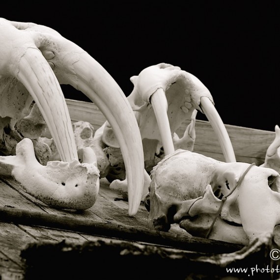 antognelli-www.phototeam-nature.com-greenland-siorapaluk-walrus