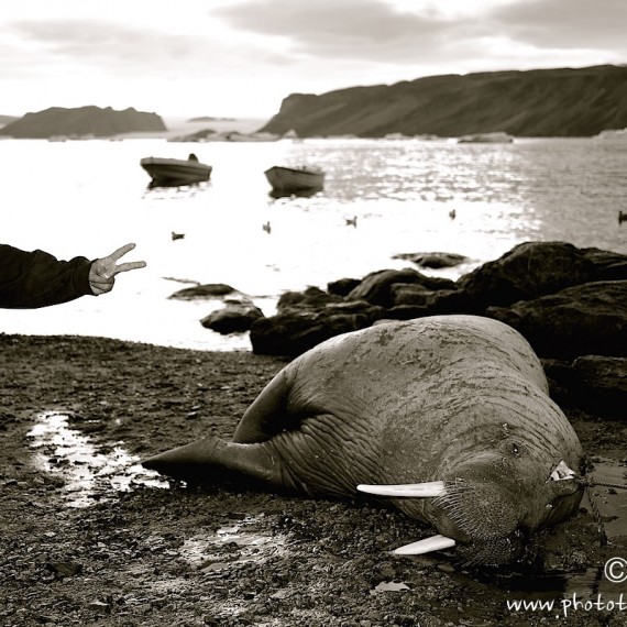 www.phototeam-nature.com-walrus-greenland-antognelli-