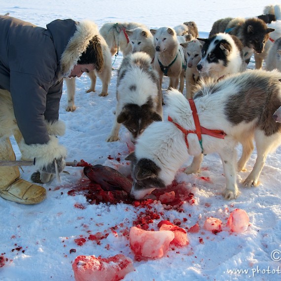 www.phototeam-nature.com-antognelli-groenland-greenland-l'ame de la banquise-chiens-traineau-banquise-dog sled-phoque-seal