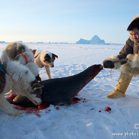 www.phototeam-nature.com-antognelli-groenland-greenland-l'ame de la banquise-chiens-traineau-banquise-dog sled-phoque-seal