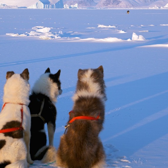 www.phototeam-nature.com-antognelli-groenland-greenland-l'ame de la banquise-chiens-traineau-banquise-dog sled