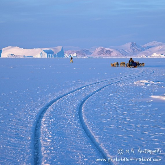 www.phototeam-nature.com-antognelli-groenland-greenland-l'ame de la banquise-chiens-traineau-banquise-dog sled