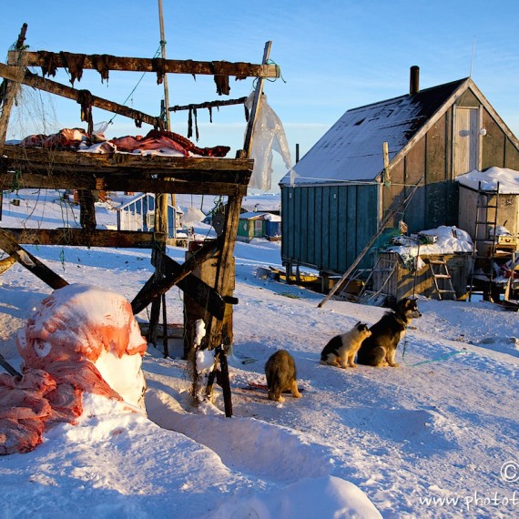 www.phototeam-nature.com-antognelli-groenland-greenland-l'ame de la banquise-savissivik