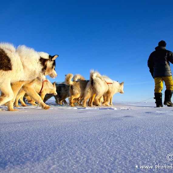 www.phototeam-nature.com-antognelli-groenland-greenland-l'ame de la banquise