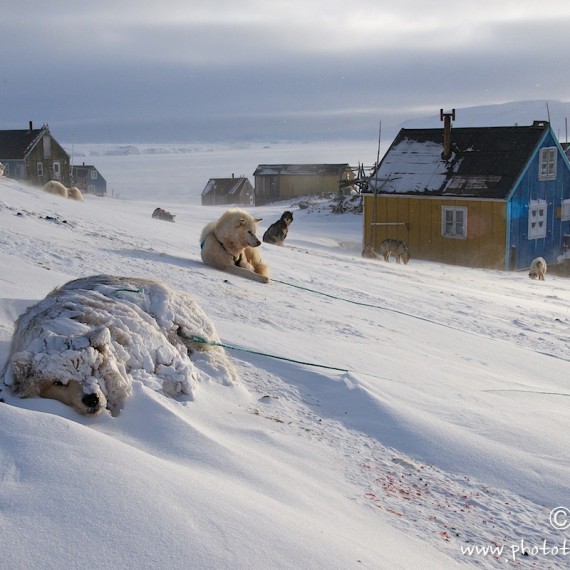 www.phototeam-nature.com-antognelli-groenland-greenland-l'ame de la banquise-savissivik