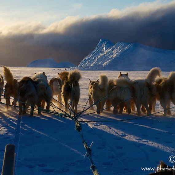 www.phototeam-nature.com-antognelli-groenland-greenland-l'ame de la banquise