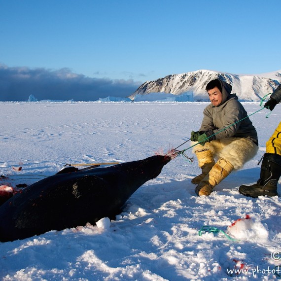 www.phototeam-nature.com-antognelli-groenland-greenland-l'ame de la banquise