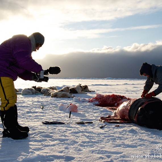 www.phototeam-nature.com-antognelli-groenland-greenland-l'ame de la banquise