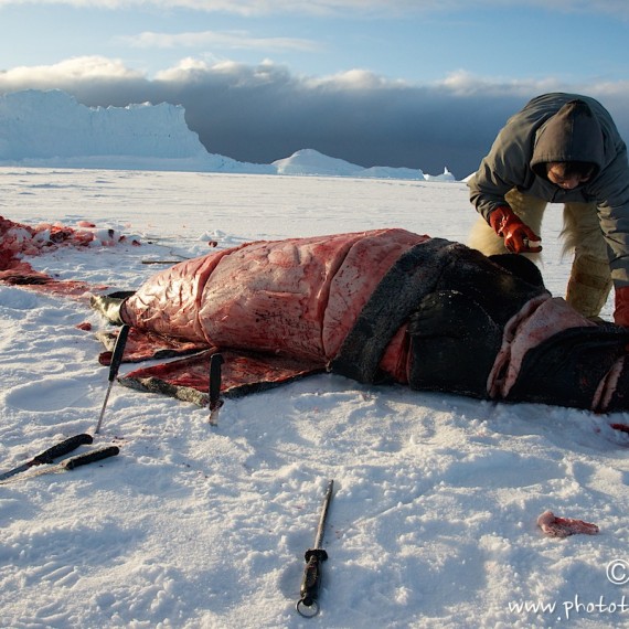 www.phototeam-nature.com-antognelli-groenland-greenland-phoque barbu