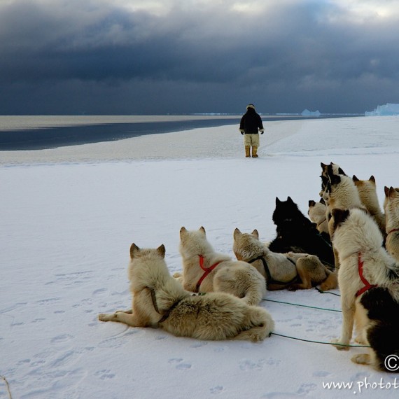 www.phototeam-nature.com-antognelli-groenland-greenland-